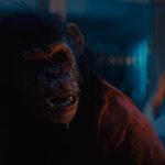 Primate