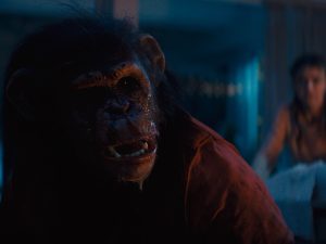 Primate