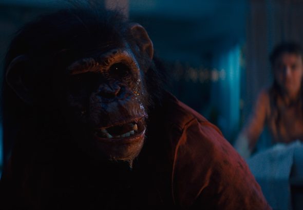 Primate