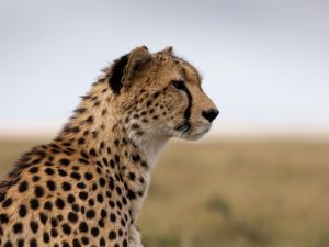 A cheetah in Sky Nature's Chasing the Rains