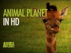 Animal Planet HD promotional graphic