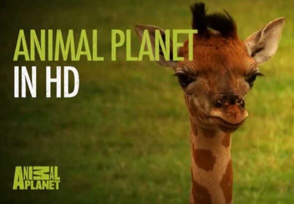 Animal Planet HD promotional graphic