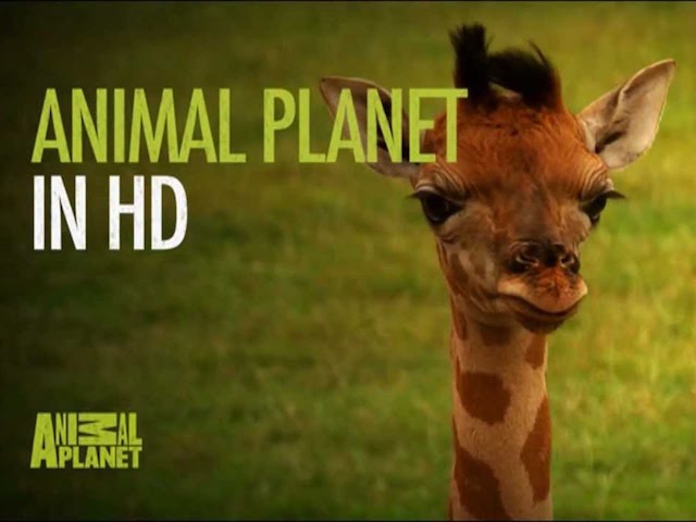 Animal Planet HD promotional graphic