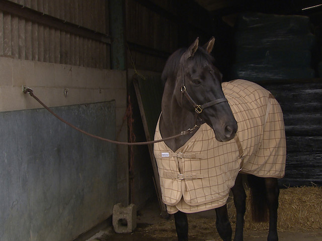 Kim's racehorse on Emmerdale on November 8, 2021